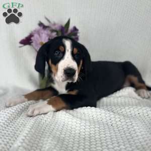 Teddy, Greater Swiss Mountain Dog Puppy